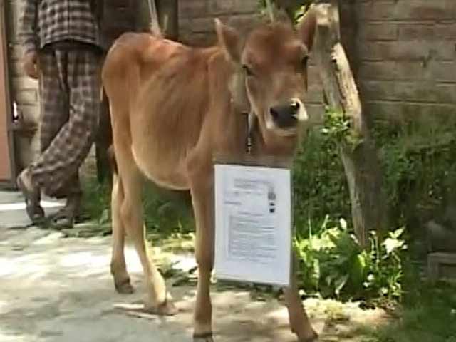 Video : Holy Cow. Here's a Lesson for Jammu and Kashmir's Exam System.