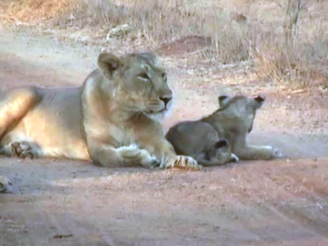 Asiatic Lion Count in Gir Goes Up To 523, Shows Census