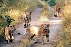 More Lions, More Problems in Gujarat's Gir Wildlife Sanctuary More Lions, More Problems in Gujarat's Gir Wildlife Sanctuary