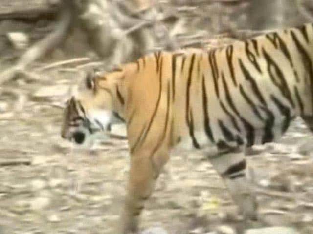 Video : 'Tiger Expert Questions Uproar Over Shifting Ranthambore's T24'