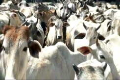 प्राइम टाइम इंट्रो : खाने की पसंद क्या सरकारें तय करेंगी? प्राइम टाइम इंट्रो : खाने की पसंद क्या सरकारें तय करेंगी?