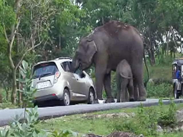 Videos : फोटो खींचे जाने से नाराज हाथी ने मचाया उत्पात