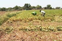 In Madhya Pradesh, Heat Wave Kills 10, Cripples Businesses In Madhya Pradesh, Heat Wave Kills 10, Cripples Businesses