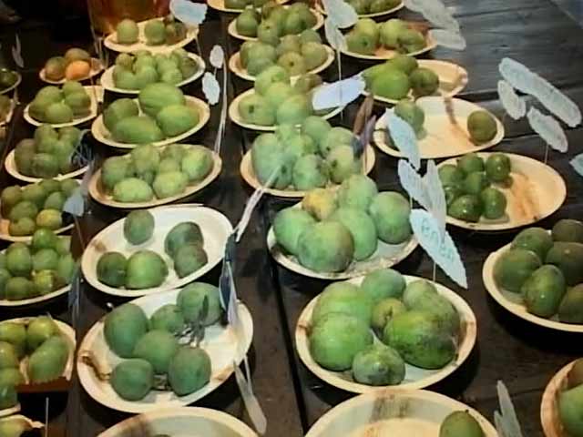 Video : Bengaluru Celebrates With Mangoes as Summer Makes Way for Monsoons