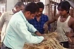 आम को पकाने में हो रहा है लोगों के स्वास्थ्य से खिलवाड़ आम को पकाने में हो रहा है लोगों के स्वास्थ्य से खिलवाड़