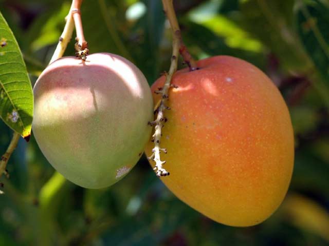 यूपी में बेमौसम बरसात में आम की फसल हुई खराब