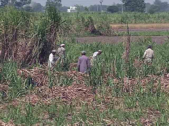 सरकार ने गन्ना किसानों के लिए राहत पैकेज मंजूर किया