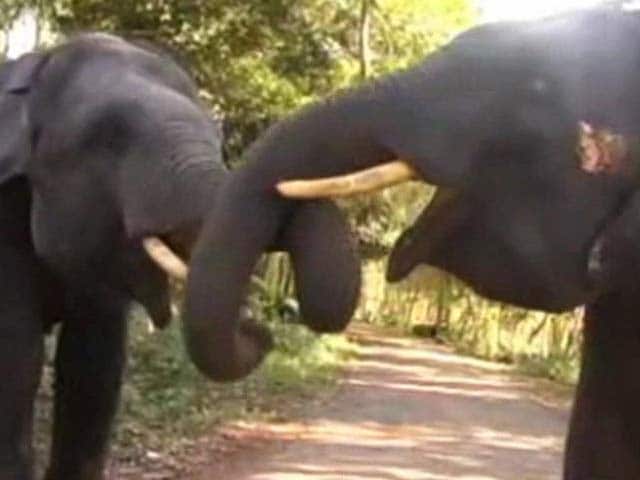 Video : For Elephants, A Hospital to Call Their Own in Kerala