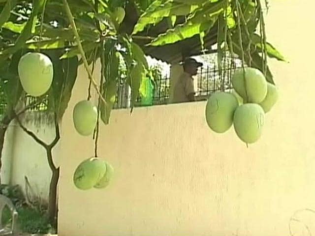 Why Former Jharkhand Chief Minister is Numbering All the Mangoes in His Backyard