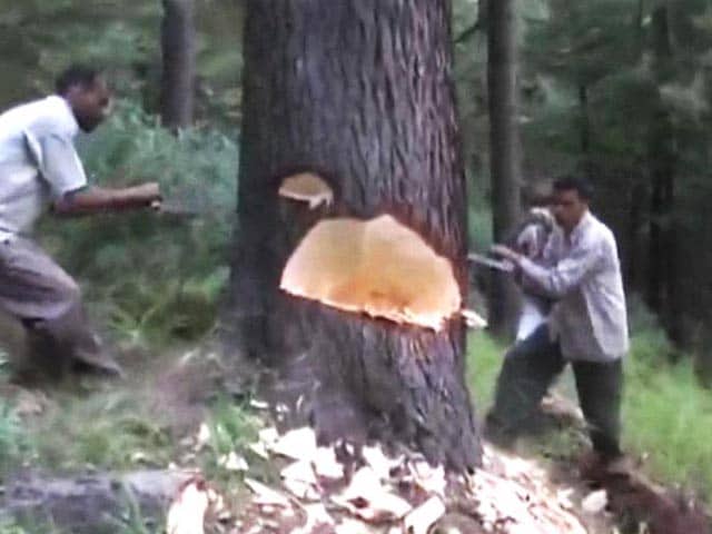 Video : Felling of Pine Trees in Jammu and Kashmir, Minister Admits to Big Nexus Between Forest Mafia and Officials