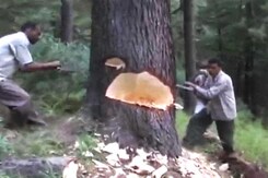 Felling of Pine Trees in Jammu and Kashmir, Minister Admits to Big Nexus Between Forest Mafia and Officials Felling of Pine Trees in Jammu and Kashmir, Minister Admits to Big Nexus Between Forest Mafia and Officials