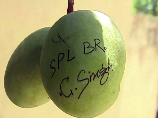 कहीं चोरी न हो जाए... अर्जुन मुंडा के घर आमों पर नंबर लिखे गए