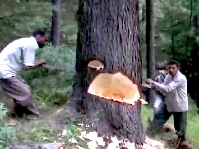Video : जम्मू-कश्मीर में अवैध कटाई से जंगल के जंगल साफ़