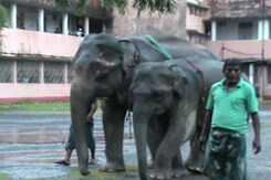 2 Elephants in an Assam Court in Cross-Border Custody Battle 2 Elephants in an Assam Court in Cross-Border Custody Battle