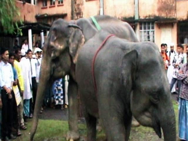 ...जब कोर्ट में हुई हाथियों की पेशी