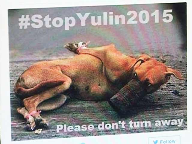 Videos : चीनी कुत्तों पर हो रहे अत्याचारों के ख़िलाफ़ खड़ी हुई बॉलीवुड की कई हस्तियां