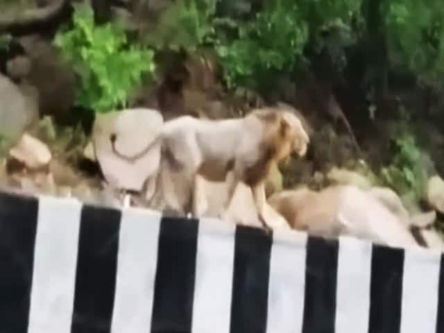 Videos : कैमरे में कैद : गुजरात में भारी बारिश के कारण खुलेआम हाईवे पर घूम रहे हैं बब्बर शेर