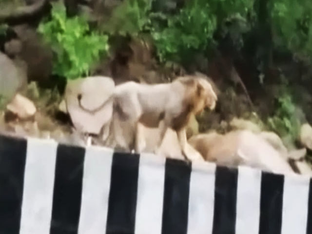 कैमरे में कैद : गुजरात में भारी बारिश के कारण खुलेआम हाईवे पर घूम रहे हैं बब्बर शेर