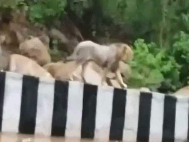 Video : Caught on Camera: This Lion Took a Stroll on a Gujarat Highway