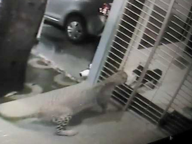 Caught on Camera: Dog Chases Away Leopard From House in Mumbai