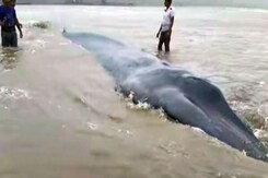 अलीबाग समंदर किनारे 42 फुट लंबी ब्लू व्हेल की मौत, बचाने की कोशिशें रहीं नाकाम अलीबाग समंदर किनारे 42 फुट लंबी ब्लू व्हेल की मौत, बचाने की कोशिशें रहीं नाकाम