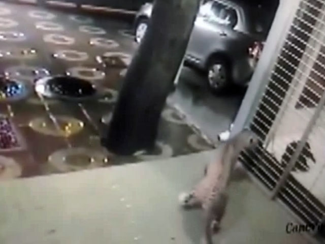 कैमरे में कैद : मुंबई में जब कुत्ते ने खदेड़ा तेंदुए को