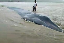 Blue Whale Which Washed Up Near Mumbai Coast is Buried There Blue Whale Which Washed Up Near Mumbai Coast is Buried There