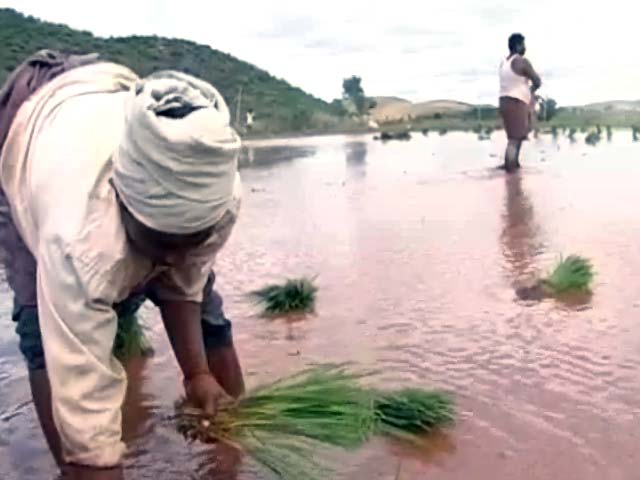 मॉनसून में देरी का धान की बुआई पर असर, औसत से 12.4 लाख हेक्टेयर कम हुई बुआई