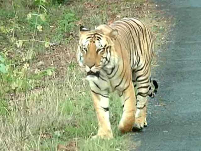 Video : NDTV-Aircel Save Our Tigers Campaign - Season 4 Begins