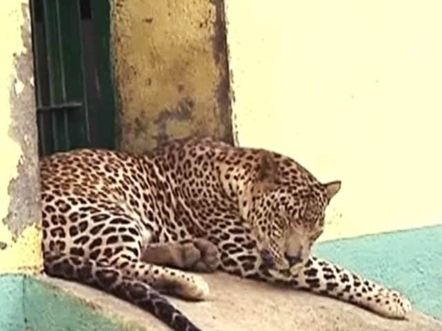 Video : मुंबई के संजय गांधी नेशनल पार्क में तेंदुओं की असली संख्या का पता चला