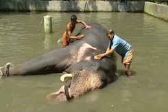 Body Scrubs to Indulgent Diets, 40 Elephants to Get Special Treatment in Kerala Body Scrubs to Indulgent Diets, 40 Elephants to Get Special Treatment in Kerala