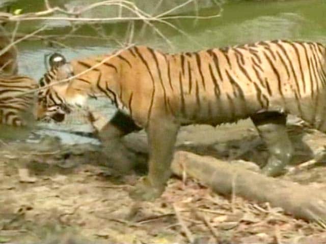 Video : Bandipur Tiger Reserve Gets a New Vet to Ensure Wildlife Welfare