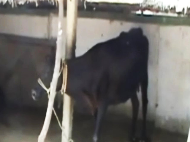 स्पीड न्यूज : तबेले में बदला यूपी का यह सरकारी प्राइमरी स्कूल