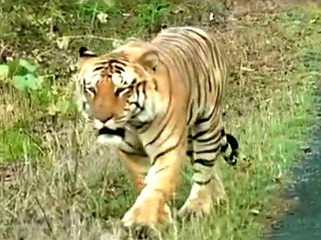 Video : The Fight to Save Our Tiger is Not Over, the Fight Has Just Begun