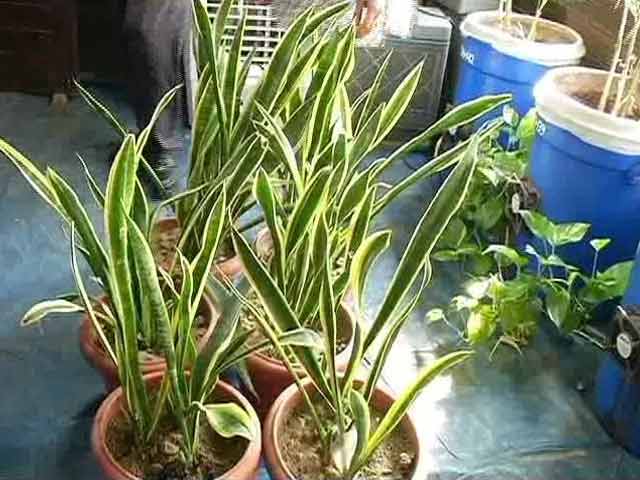 Remedies to Cure Indoor Pollution