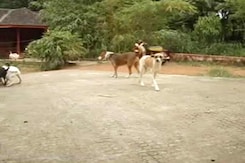 Street Dog 'Menace' Worries Kerala Leaders Street Dog 'Menace' Worries Kerala Leaders