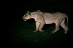 Lion Headcount Continues After Floods Wreck Gujarat Forest Lion Headcount Continues After Floods Wreck Gujarat Forest