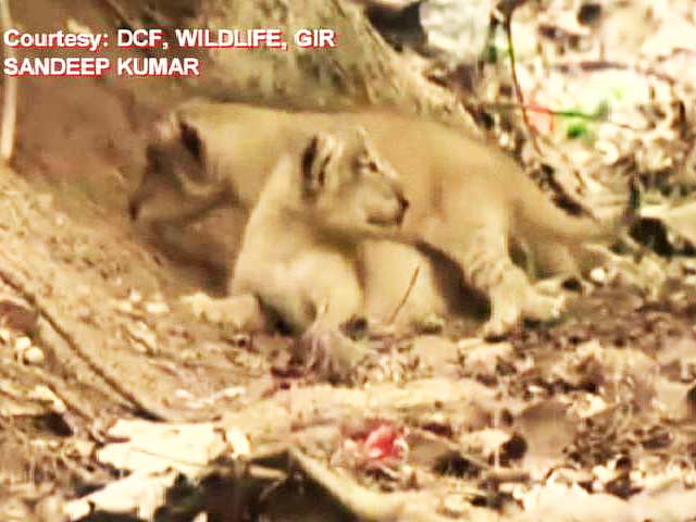 TGIF Treat. Video of 11 New Lion Cubs at Gir Sanctuary in Gujarat