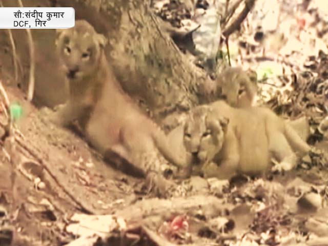 कैमरे में कैद : बब्बर शेर के नन्हे बच्चों की अठखेलियां