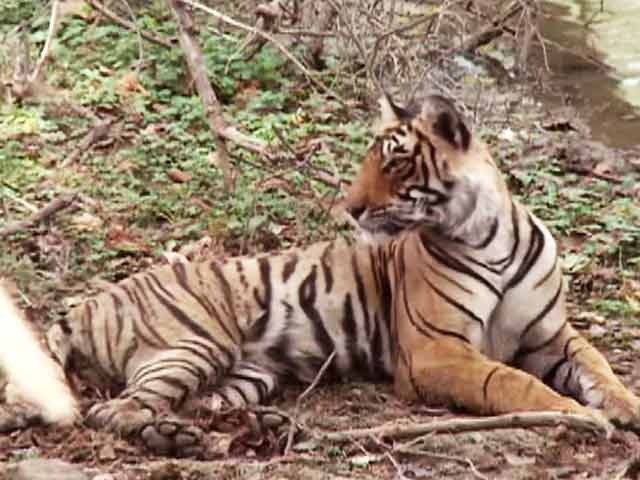जानें जंगलों में हुकूमत करने वाले बाघ कैसे बनाते हैं 'पर्यावरणीय संतुलन'