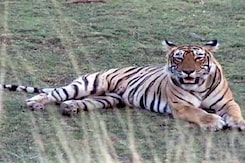 Examining the Social Aspects of Tiger Conservation Examining the Social Aspects of Tiger Conservation