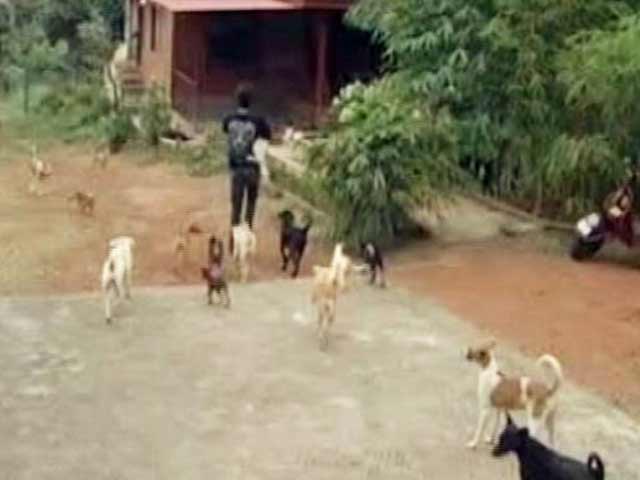 Video : Activists Call for Kerala Boycott as Government Refuses to Stop Culling of Street Dogs