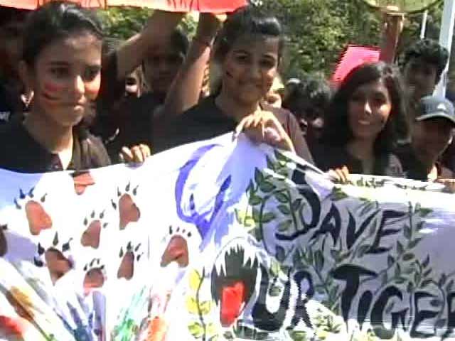 Video : World Tiger Day 2015: Kids for Tigers Rally in Chennai