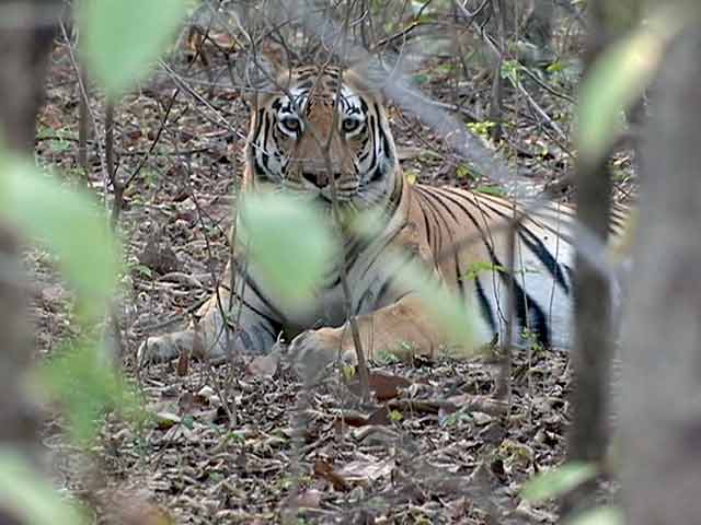 'वर्ल्ड टाइगर डे' पर सामने आया राजाजी नेशनल पार्क में अवैध कब्जे का मामला 'वर्ल्ड टाइगर डे' पर सामने आया राजाजी नेशनल पार्क में अवैध कब्जे का मामला