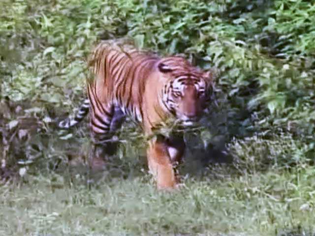 सेव आवर टाइगर्स : बांदीपुर रिजर्व में बाघों को बचाने की चुनौतियां