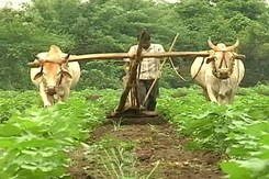 A Farmer Dies: Suicide or Murder? A Farmer Dies: Suicide or Murder?