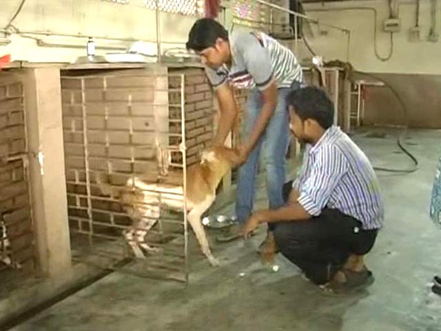 Kolkata Civic Body Faces Heat After Reports That Dogs Drowned in its Pound