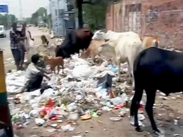 Videos : सफाई में पिछड़ा राजस्थान, स्वच्छ भारत अभियान में हुआ बहुत पीछे