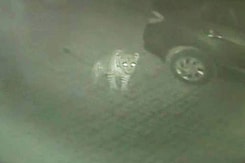 CCTV Catches Leopard and Her Cub Seconds Before Killing Pet Rottweiler in Thane CCTV Catches Leopard and Her Cub Seconds Before Killing Pet Rottweiler in Thane