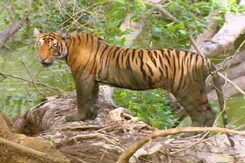 Watch: The Controversial Shifting of Ranthambore's Ustad Watch: The Controversial Shifting of Ranthambore's Ustad